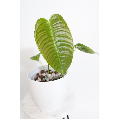 Anthurium veitchii
