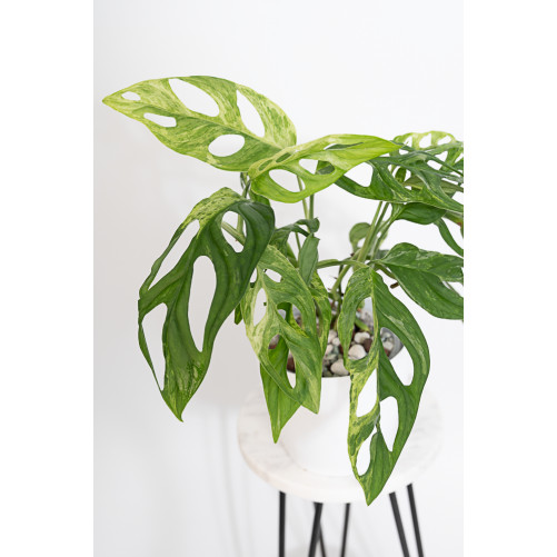 Monstera indonesian marble