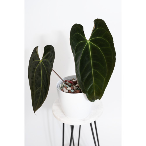 Anthurium papillilaminum x...