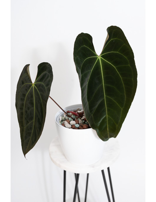 Anthurium papillilaminum x crystallinum IC