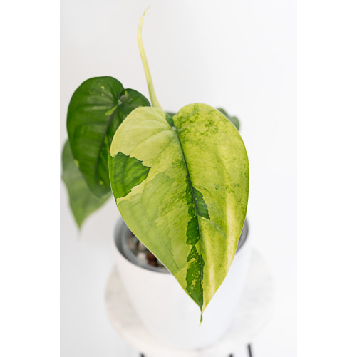 Syngonium chiapense variegata