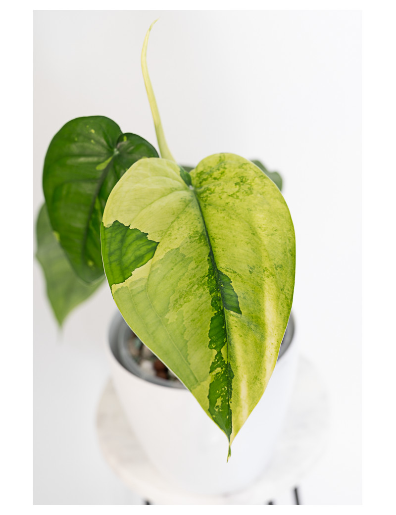 Syngonium chiapense variegata