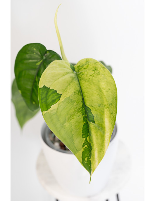 Syngonium chiapense variegata
