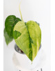 Syngonium chiapense variegata