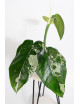 Syngonium chiapense variegata