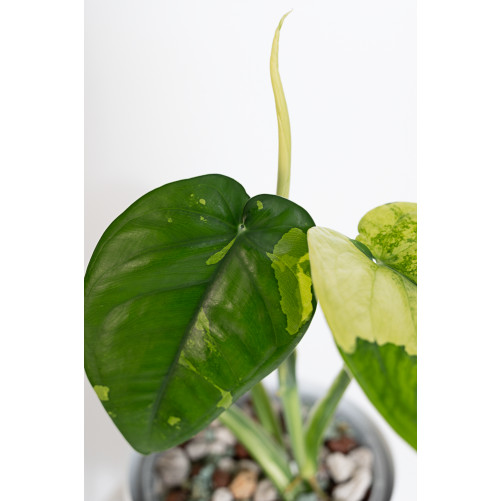 Syngonium chiapense variegata