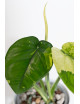 Syngonium chiapense variegata