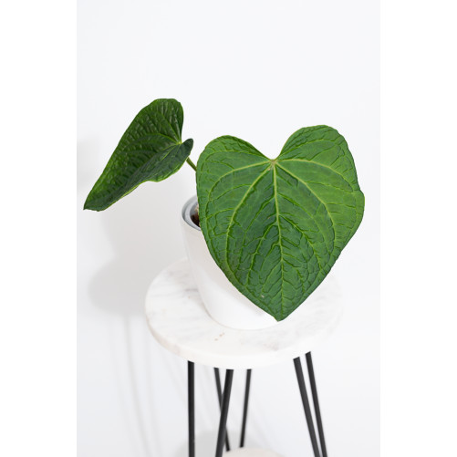 Anthurium crystallinum x...