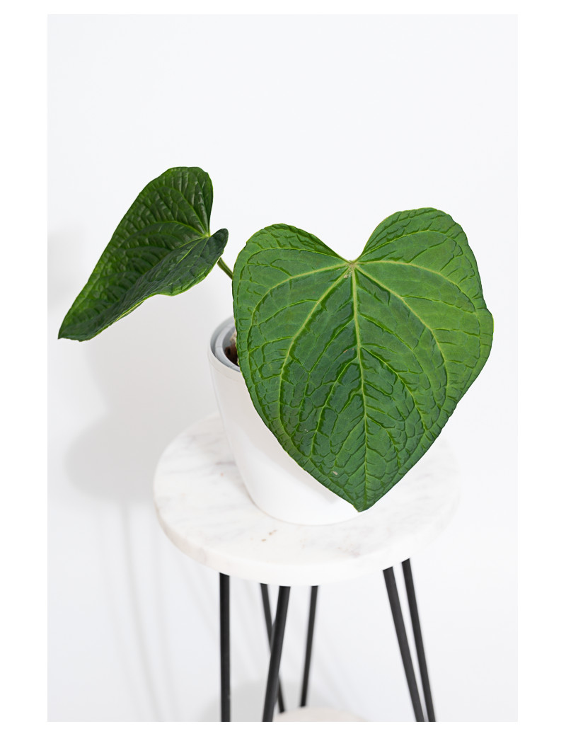 Anthurium crystallinum x splendidum (Splendid Crystal)