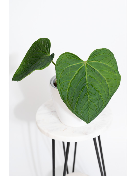 Anthurium crystallinum x splendidum (Splendid Crystal)