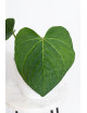 Anthurium crystallinum x splendidum (Splendid Crystal)