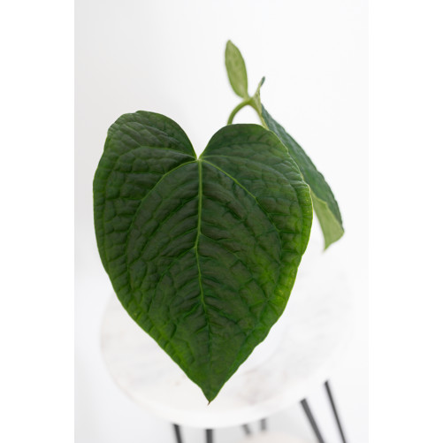 Anthurium crystallinum x splendidum (Splendid Crystal)