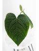 Anthurium crystallinum x splendidum (Splendid Crystal)