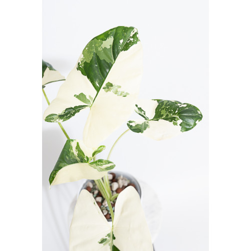 Alokazja macrorrhiza variegata