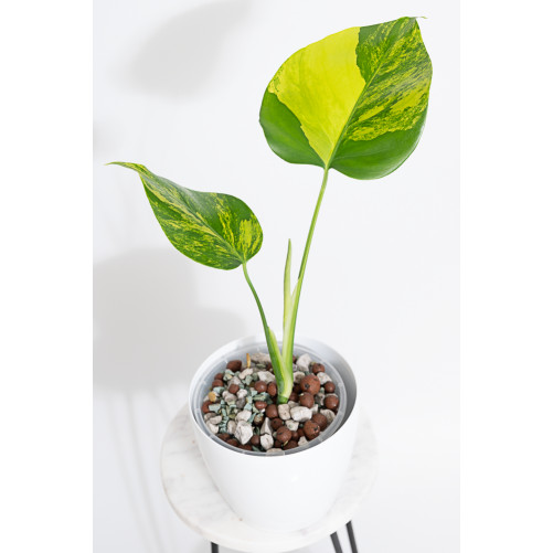 Monstera marmorata aurea