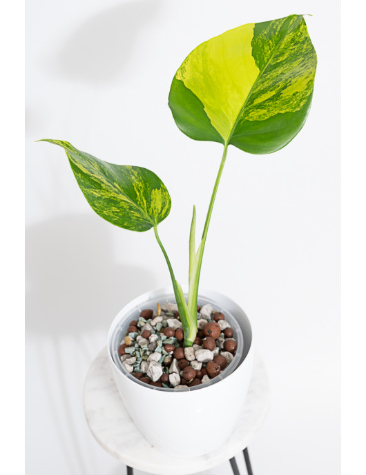 Monstera marmorata aurea