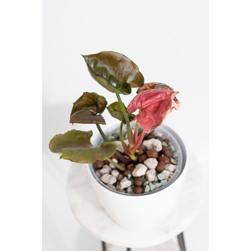 Syngonium strawberry ice...