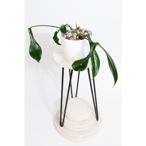 Philodendron joepii