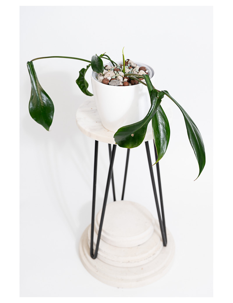 Philodendron joepii