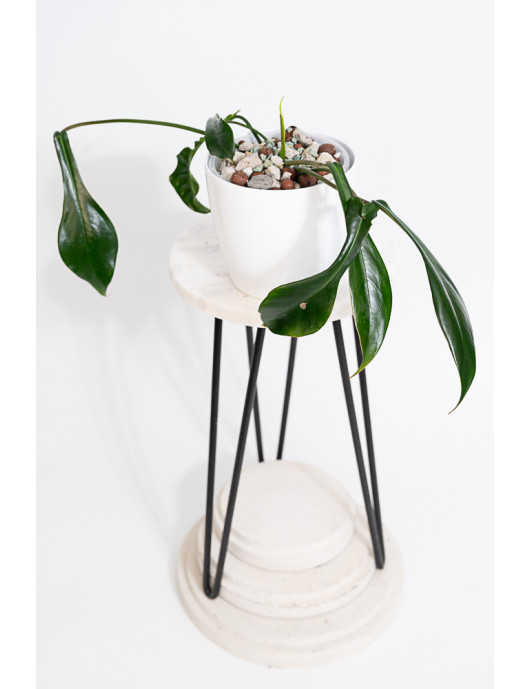 Philodendron joepii