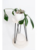 Philodendron joepii