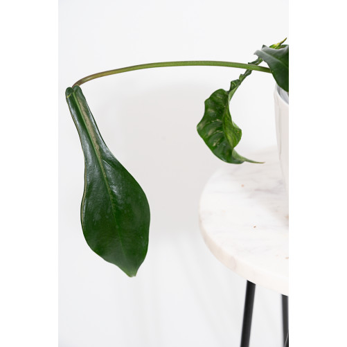 Philodendron joepii