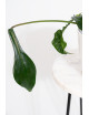 Philodendron joepii