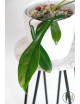 Philodendron joepii