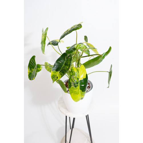 Philodendron burle marx...