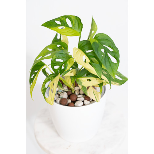 Monstera adansonii aurea