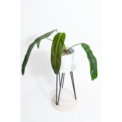 Philodendron patriciae