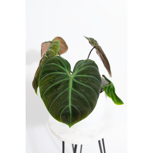 Philodendron rubrijuvenile...