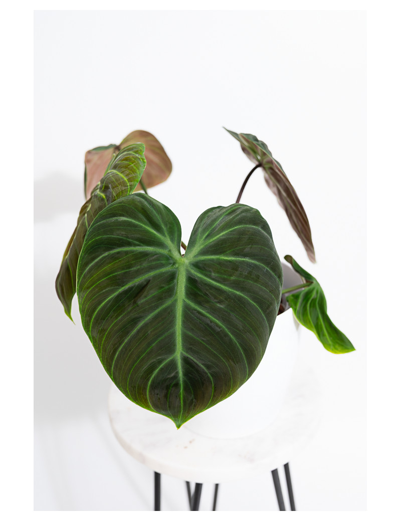Philodendron rubrijuvenile 'El Choco Red'