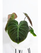 Philodendron rubrijuvenile 'El Choco Red'