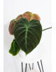 Philodendron rubrijuvenile 'El Choco Red'