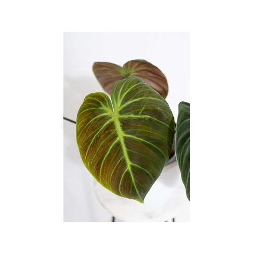 Philodendron rubrijuvenile 'El Choco Red'