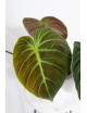 Philodendron rubrijuvenile 'El Choco Red'