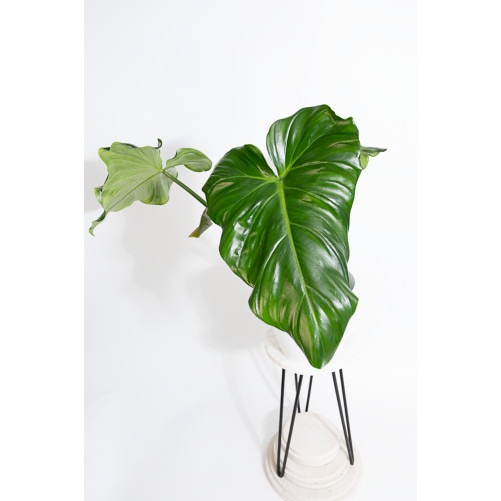 Philodendron barrosoanum 5...