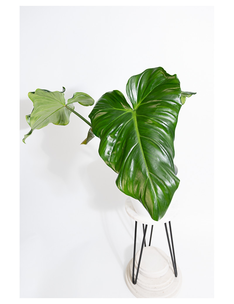 Philodendron barrosoanum 5 x pastazanum