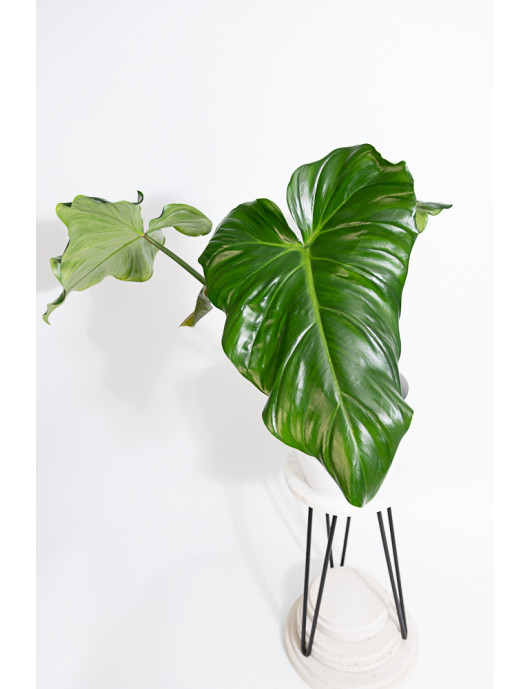 Philodendron barrosoanum 5 x pastazanum