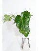 Philodendron barrosoanum 5 x pastazanum