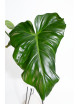 Philodendron barrosoanum 5 x pastazanum