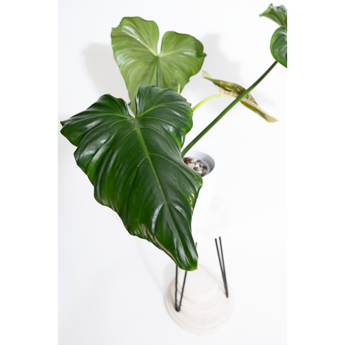 Philodendron barrosoanum 5 x pastazanum