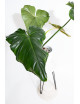 Philodendron barrosoanum 5 x pastazanum