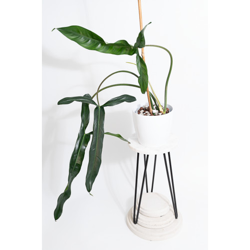 Philodendron Dayaneth...