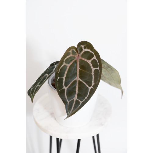 Anthurium Michelle
