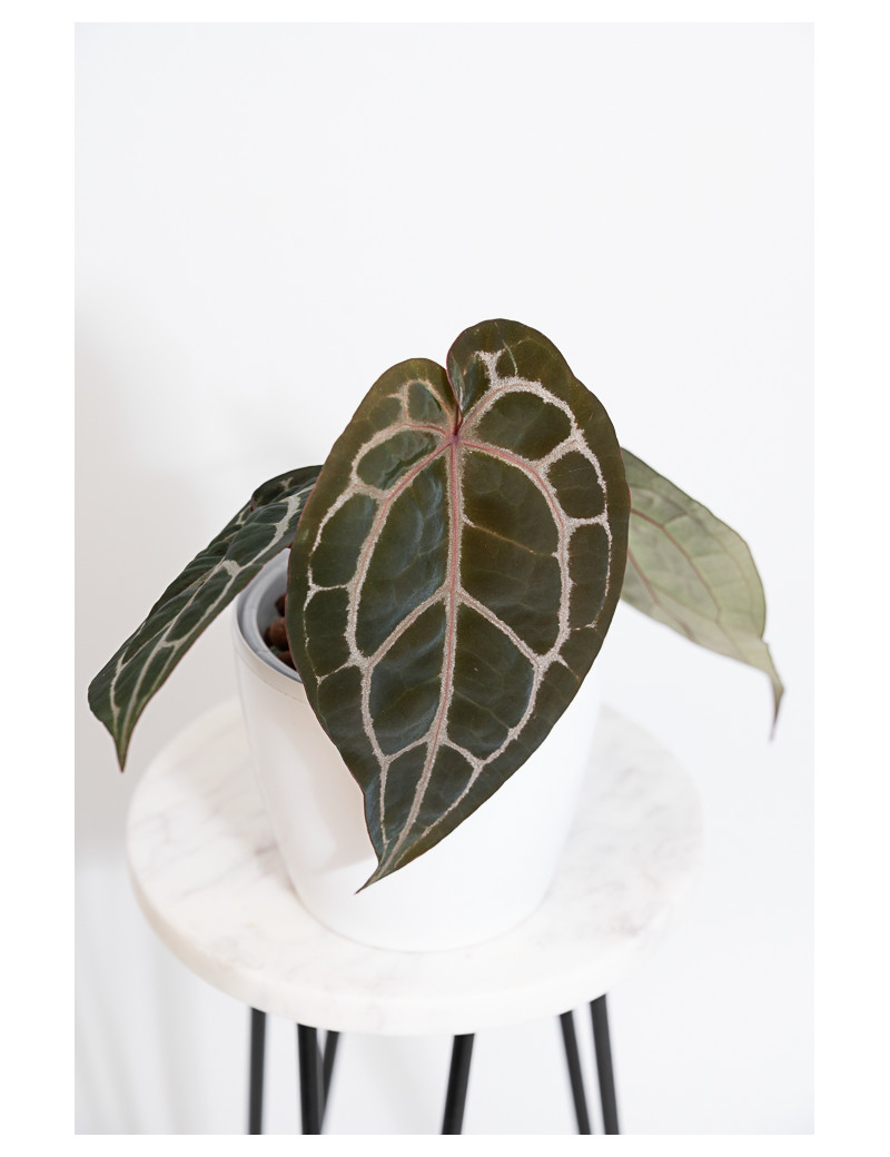 Anthurium Michelle