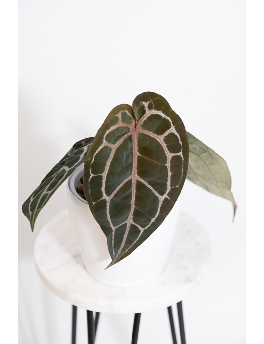 Anthurium Michelle
