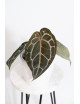 Anthurium Michelle