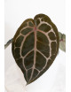 Anthurium Michelle